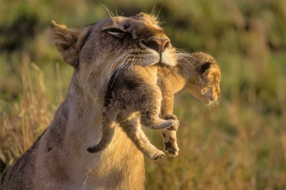 Warlows Legal Carbon Neutrality Vision