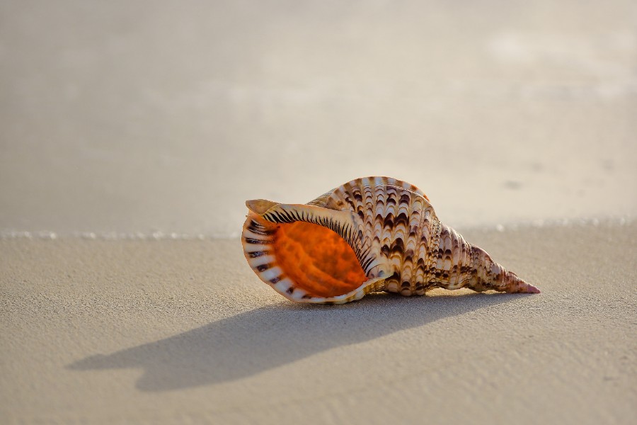 What to do when a shell company sues you